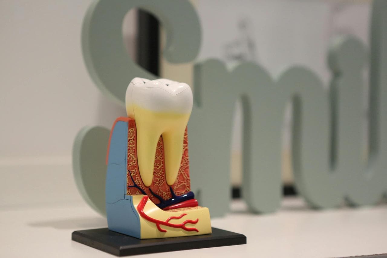 Decorative tooth model displayed at The Smile Suite